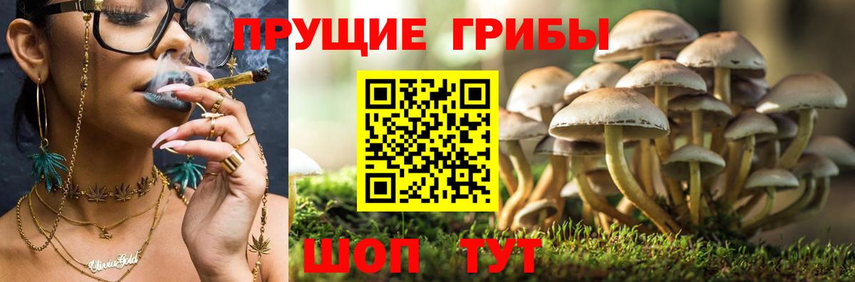 Новокуйбышевск  Псилоцибиновые грибы Psilocybe  Вход с VPN 